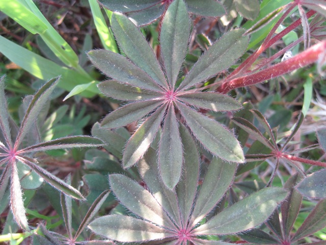 Lupine leaves May 13